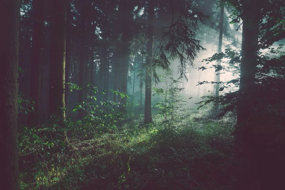 Forest — net zero commitment